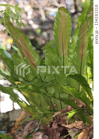 自然 植物 シマオオタニワタリ、那覇市内の公園で。遊歩道の石垣から生えていました 自然 植物 シマオオタニワタリ、那覇市内の公園で。遊歩道の石垣から生えていました 134281318