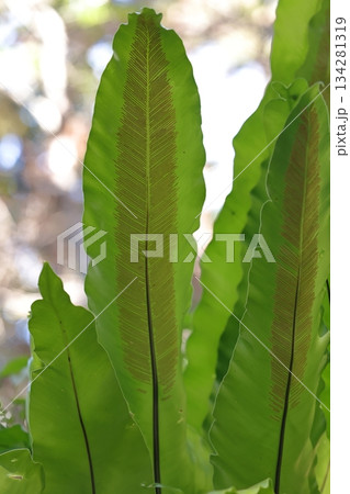 自然 植物 シマオオタニワタリ、似た姿の仲間がいますが胞子嚢群が葉幅の半分以下なのは『シマ』だとか 自然 植物 シマオオタニワタリ、似た姿の仲間がいますが胞子嚢群が葉幅の半分以下なのは『シマ』だとか 134281319