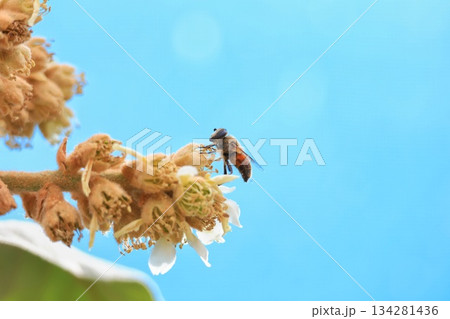 びわの花とハナアブ　1 134281436