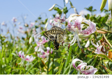 甑島に密集して咲くカノコユリとキアゲハ 134281499