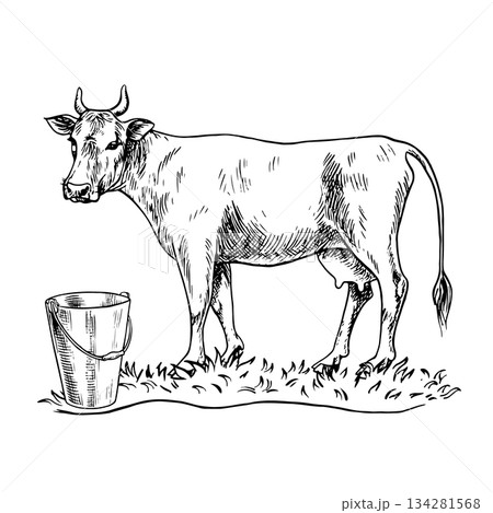 Cow milking. Black and white hand-drawn vector illustration. A cow standing in profile with a milking bucket next to it. For dairy farms or agricultural projects, labels, packaging, banners, and more. Cow milking. Black and white hand-drawn vector illustration. A cow standing in profile with a milking bucket next to it. For dairy farms or agricultural projects, labels, packaging, banners, and more. 134281568