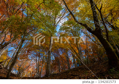 芦津渓谷の紅葉 鳥取県八頭郡智頭町 芦津渓谷の紅葉 鳥取県八頭郡智頭町 134281573