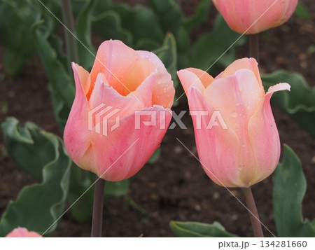 チューリップ　アプリコットビューティー	 134281660
