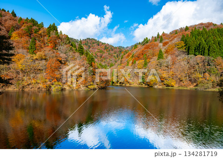 芦津渓谷の三滝ダム湖の紅葉 鳥取県八頭郡智頭町 芦津渓谷の三滝ダム湖の紅葉 鳥取県八頭郡智頭町 134281719