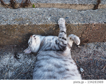 気持ちよさそうに寝ている猫 134281989