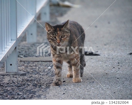 見つめる猫 134282004