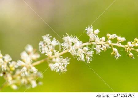 初夏の小さな白い花房～山吹升麻(ヤマブキショウマ)～ 134282067