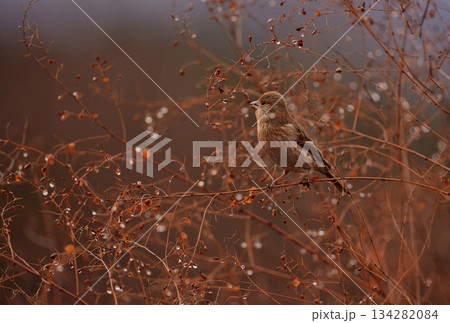 雨上がりのオオマシコ幼鳥 雨上がりのオオマシコ幼鳥 134282084