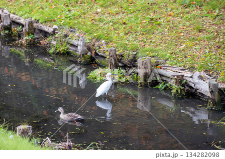 緑の草地に囲まれた水路で休む二羽の水鳥 緑の草地に囲まれた水路で休む二羽の水鳥 134282098