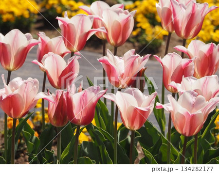 ピンクのチューリップ　サネ	 134282177