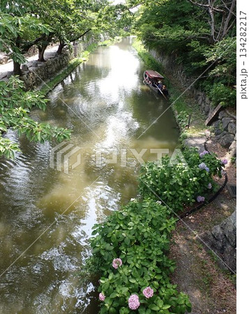 夏の花咲く八幡堀の風景 134282217