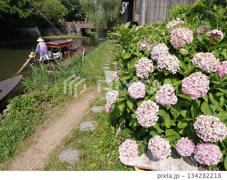 夏の花咲く八幡堀の風景 134282218
