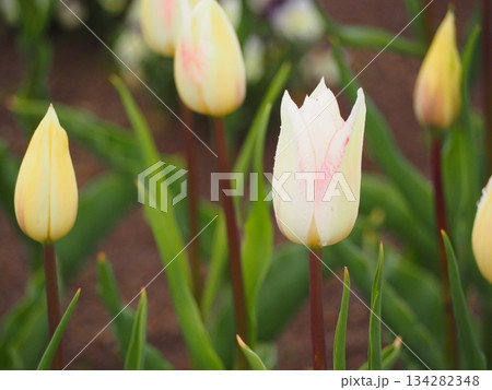 新潟県産チューリップ　スプリングファンタジー 134282348