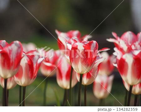 新潟県産チューリップ　スプリングファンタジー 134282359