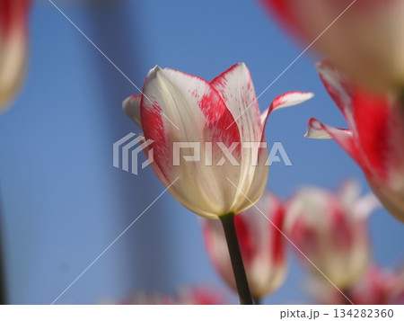 新潟県産チューリップ　スプリングファンタジー 134282360