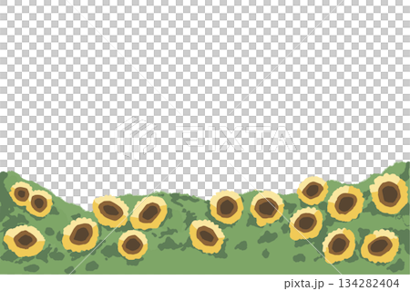 やさしいひまわり シンプルシリーズ｜ひまわり畑のフッターイラスト 134282404
