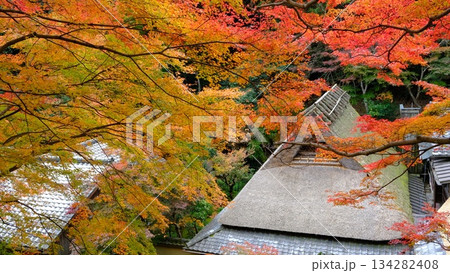 紅葉の奥嵯峨野のかやぶき屋根の古民家 紅葉の奥嵯峨野のかやぶき屋根の古民家 134282408