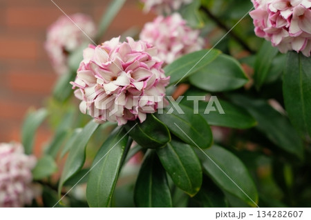 沈丁花の花 134282607