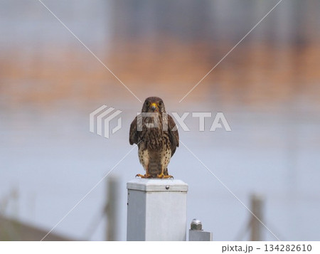 川辺の杭に止まるチョウゲンボウ 134282610