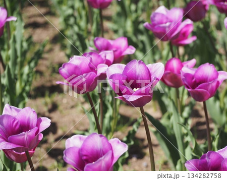 新潟県産チューリップ　雪紫 134282758