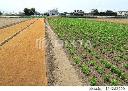 近郊の初夏の枝豆畑風景 134282900