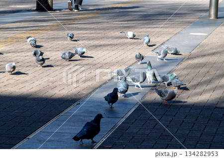 日本の横浜都市景観 師走。低く横切る太陽…ビル陰…新横浜駅前の陽だまりに集まりエサをさがすハトたち 134282953