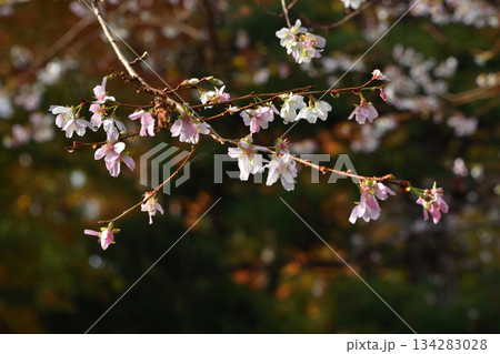 大原の不断桜 大原の不断桜 134283028
