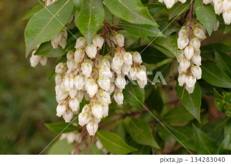 アセビの花　馬酔木の花 134283040