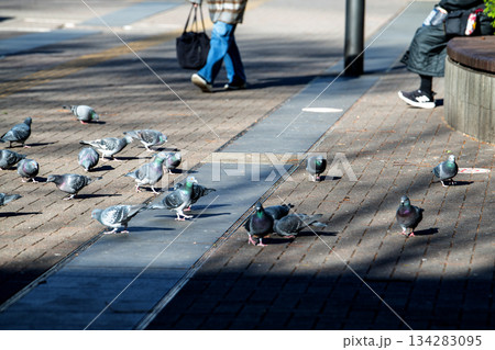 日本の横浜都市景観 師走。低く横切る太陽…ビル陰…新横浜駅前の陽だまりに集まりエサをさがすハトたち 134283095