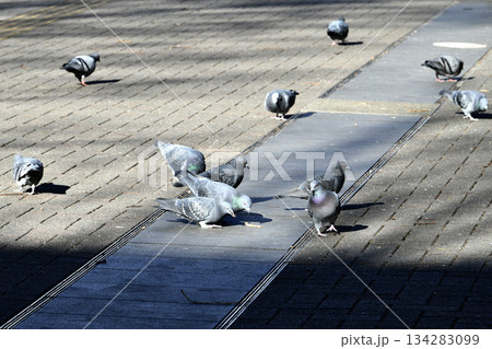 日本の横浜都市景観 師走。低く横切る太陽…ビル陰…新横浜駅前の陽だまりに集まりエサをさがすハトたち 134283099