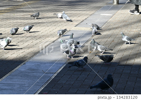 日本の横浜都市景観 師走。低く横切る太陽…ビル陰…新横浜駅前の陽だまりに集まりエサをさがすハトたち 134283120