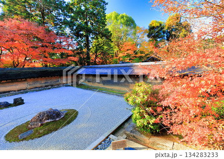 【京都府】龍安寺の石庭と紅葉 134283233
