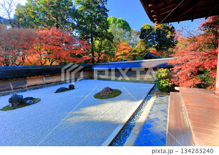 【京都府】龍安寺の石庭と紅葉 【京都府】龍安寺の石庭と紅葉 134283240
