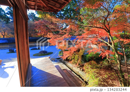 【京都府】龍安寺の石庭と紅葉 【京都府】龍安寺の石庭と紅葉 134283244
