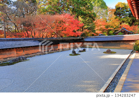【京都府】龍安寺の石庭と紅葉 【京都府】龍安寺の石庭と紅葉 134283247
