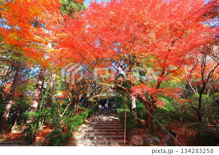 【京都府】龍安寺の仏殿の紅葉 134283258