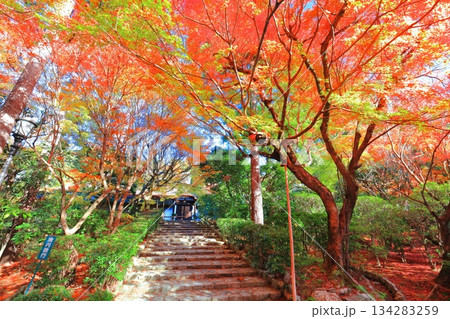 【京都府】龍安寺の仏殿の紅葉 134283259