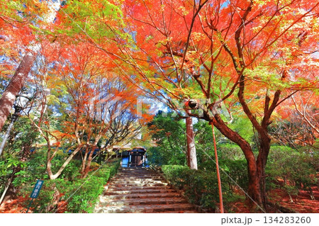 【京都府】龍安寺の仏殿の紅葉 134283260