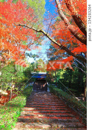 【京都府】龍安寺の仏殿の紅葉 134283264