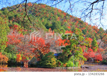 【京都府】龍安寺の鏡容池の紅葉 134283266