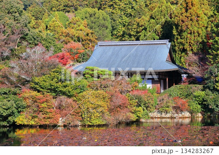 【京都府】龍安寺の鏡容池の紅葉 134283267