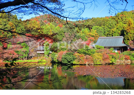 【京都府】龍安寺の鏡容池の紅葉 134283268