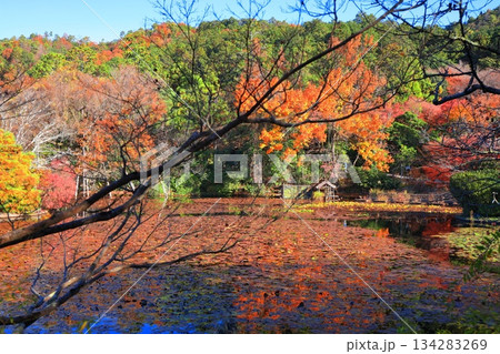 【京都府】龍安寺の鏡容池の紅葉 134283269