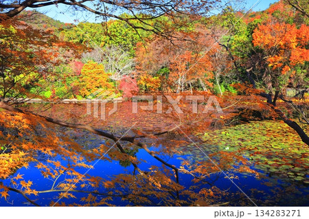 【京都府】龍安寺の鏡容池の紅葉 134283271
