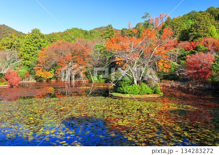 【京都府】龍安寺の鏡容池の紅葉 134283272