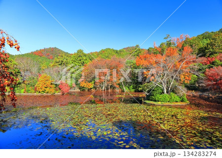 【京都府】龍安寺の鏡容池の紅葉 134283274