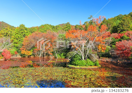 【京都府】龍安寺の鏡容池の紅葉 134283276