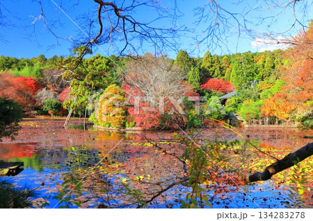 【京都府】龍安寺の鏡容池の紅葉 【京都府】龍安寺の鏡容池の紅葉 134283278