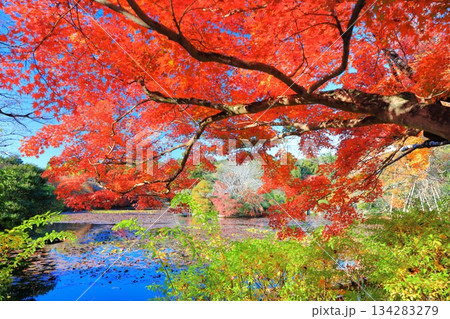 【京都府】龍安寺の鏡容池の紅葉 【京都府】龍安寺の鏡容池の紅葉 134283279