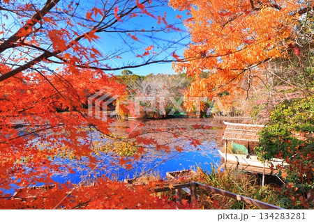 【京都府】龍安寺の鏡容池の紅葉 【京都府】龍安寺の鏡容池の紅葉 134283281